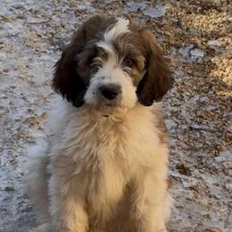 Tara - Brindle and white female Saint Berdoodle puppy in San Antonio, Texas from Mammoth Doodles