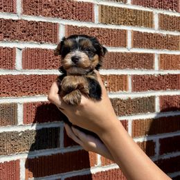 Astra - Tri-color female Yorkipoo puppy in Murphy, North Carolina from Christina’s Puppy Utopia