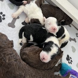 Portuguese Water Dog Puppies from Cornerstones Porties