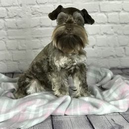 Monkey - Miniature Schnauzer