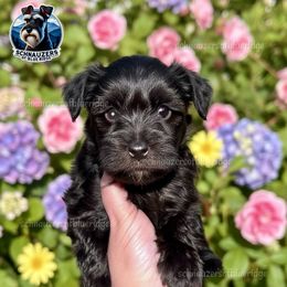 Girl 1 Apple - Liver female Miniature Schnauzer puppy in Spruce Pine, North Carolina from Schnauzers of Blue Ridge