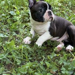 Girl - Seal brindle and white female Boston Terrier puppy in Columbus, North Carolina from Bradley’s Bostons