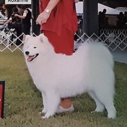 Roxanne - Samoyed