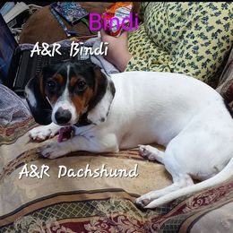 Bindi - Dachshund