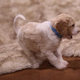 Goldendoodle Puppies from Hogan Family-Raised F1b Gooldendoodles