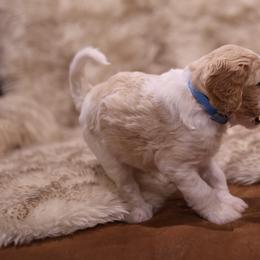 Goldendoodle Puppies from Hogan Family-Raised F1b Gooldendoodles