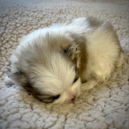 BENTLEY - Cream sable parti male Pomeranian puppy in Pavilion, New York from Calverton Pomeranians