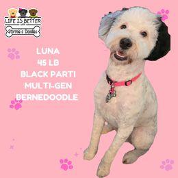 Luna - Bernedoodle
