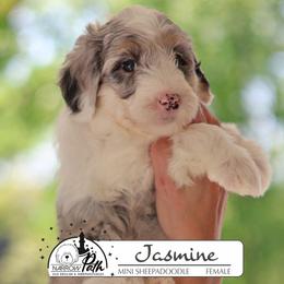 Jasmine - Blue merle and white female Sheepadoodle puppy in Cleveland, Tennessee from Narrow Path Old English & Sheepadoodles