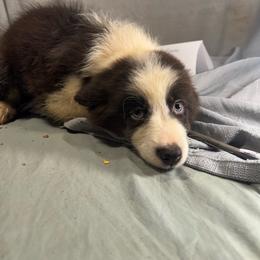 BOSS - Black and white male Border Collie puppy in Meridian, Mississippi from Border Hollow Border Collies