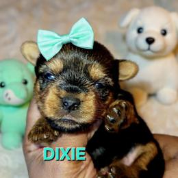 DIXIE - Black and tan female Yorkshire Terrier puppy in Eastpointe, Michigan from TLC Kennels TenderLittleCuties