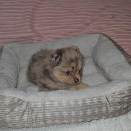 Pammie - Chocolate merle female Pomeranian puppy in Angleton, Texas from Pomeranian Palace, LLC