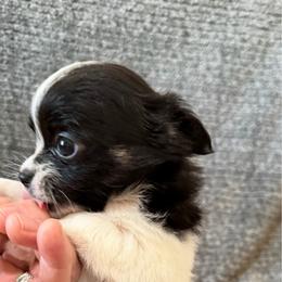 Bob - Black and white male Chihuahua puppy in Seneca, Missouri from Stephanie’s Puppy Colony