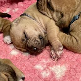 Rhodesian Ridgeback Puppies from Lyonnese Rhodesian Ridgebacks