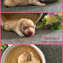Sanji - Red and white male Siberian Husky puppy in Canton, Ohio from Bleu Skies Siberian Huskies