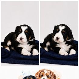 Betsy - Black tri-color female Assorted Doodle Crosses puppy in Waco, Georgia from Huff Family Doxies & Doodles