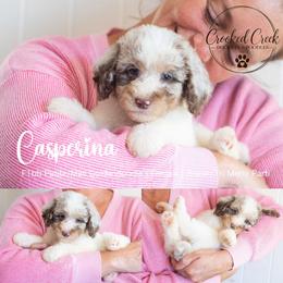 Casperina - Merle female Goldendoodle puppy in Woodruff, South Carolina from Crooked Creek Doodles and Poodles