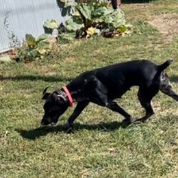 German Shorthaired Pointers from Tinas Flinthills Rex