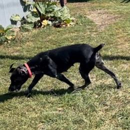 German Shorthaired Pointers from Tinas Flinthills Rex