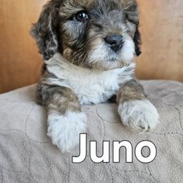 Juno - Blue merle female Assorted Doodle Crosses puppy in Rainier, Oregon from Seven Petals Farm