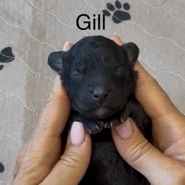 Gill green collar - Black male Whoodle puppy in Pima, Arizona from Schmidt's K9s