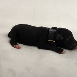 Black collar - Black male Goldendoodle puppy in Webster, New York from Sacred Heart Doodles