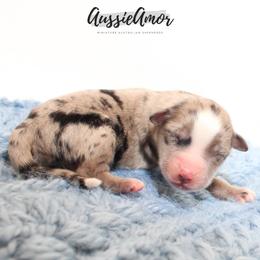 Bi Blue Merle - Blue merle male Miniature Australian Shepherd puppy in Pinehurst, Texas from Aussie Amor
