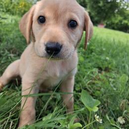 Girl 4 - Yellow female Labrador Retriever puppy in Potosi, Wisconsin from Point and Flush Gun Dogs
