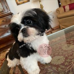 Shih Tzu Puppies from Shurbeez Shih Tzu
