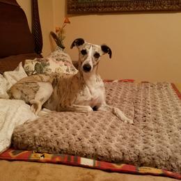 Joy - Whippet