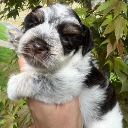 Merlin - Parti male Miniature Schnauzer puppy in Grayson, Kentucky from Seventh Heaven Schnauzers