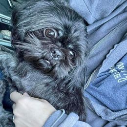 Avrie - Shih Tzu
