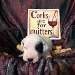Pino - White and black male Dalmatian puppy in Claremore, Oklahoma from Lotsofdots Dalmatians