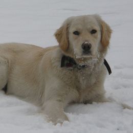 Golden Retrievers from McClure's Countryside Enterprises