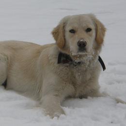 Golden Retrievers from McClure's Countryside Enterprises