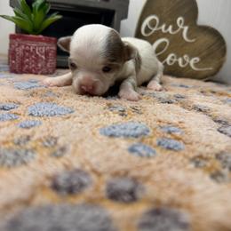 Cobbler - Blue merle female Chihuahua puppy in Greenup, Kentucky from KB Chihuahuas