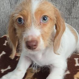 Puppy 4 by Birth order (Boy 2) - Dapple male Dachshund puppy in Anamosa, Iowa from Melsh Precious Pets