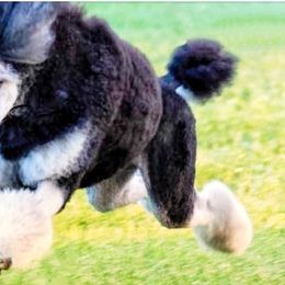 Poodles from Birch Creek Standard Poodles