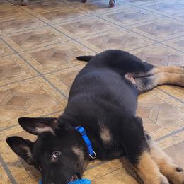 German Shepherd Puppies from Levesques German Shepherds