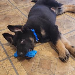 German Shepherd Puppies from Levesques German Shepherds