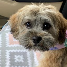Shihpoos from Steps Preppy Pups