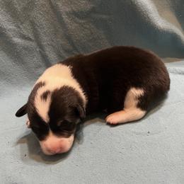 Male 4 - Black and tan male Pembroke Welsh Corgi puppy in Moundville, Alabama from Cartee Corgis - Debi Cartee Mills
