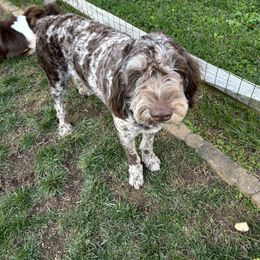 Aussiedoodles from Zare Aussiedoodles