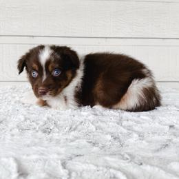 Kristoff - Red merle male Miniature Australian Shepherd puppy in Pollok, Texas from Pineywoods Pups