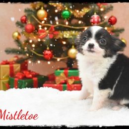 Mistletoe - Black and white female Chihuahua puppy in Demorest, Georgia from Sourpatch Chihuahuas