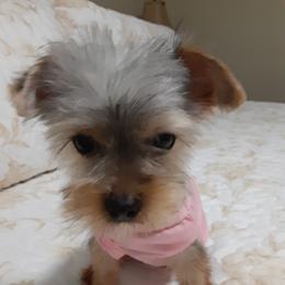 Lily - Yorkshire Terrier