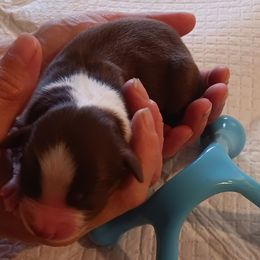 Mars - Red tri-color male Miniature American Shepherd puppy in Ruffin, North Carolina from Valkyrie Adventures