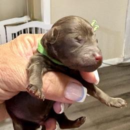 Ismael - Brown male Poodle puppy in Carrollton, Georgia from Dande Poodles, LLC