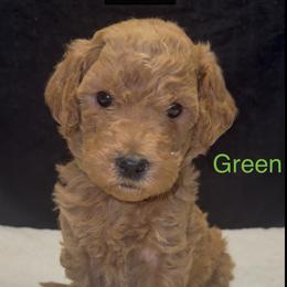 Green - Red female Assorted Doodle Crosses puppy in San Jacinto, California from Goldens and Doodles