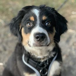 Miniature American Shepherds from Serendipity Farm